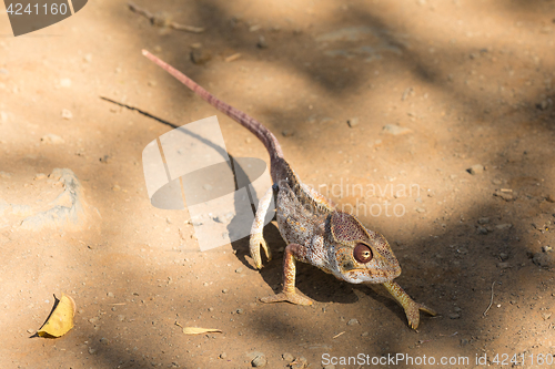 Image of Malagasy giant chameleon, Madagascar