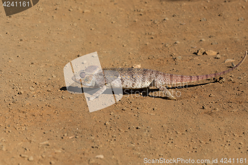 Image of Malagasy giant chameleon, Madagascar