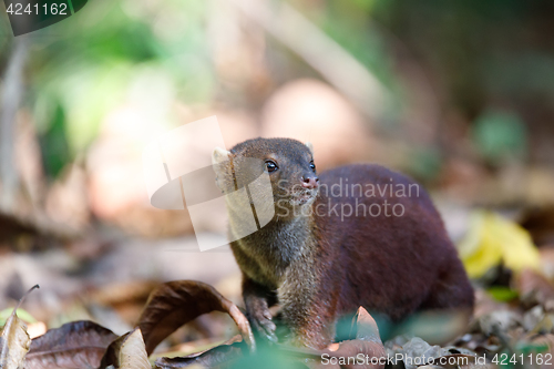 Image of Ring-tailed mongoose (Galidia elegans) Madagascar