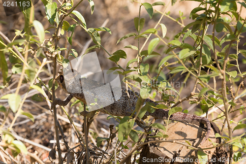 Image of Malagasy giant chameleon, Madagascar