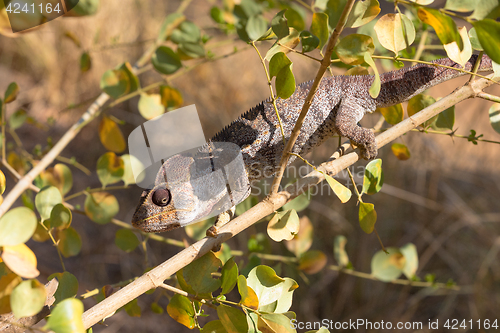 Image of Malagasy giant chameleon, Madagascar