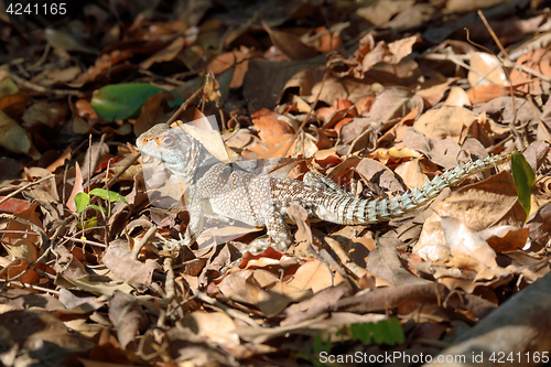 Image of collared iguanid lizard, madagascar