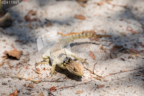 Image of collared iguanid lizard, madagascar