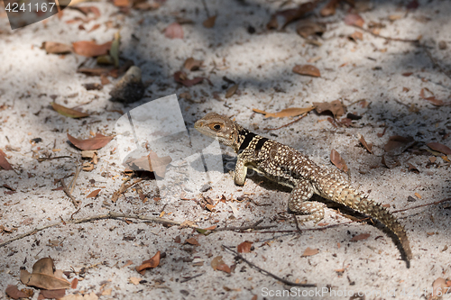 Image of collared iguanid lizard, madagascar