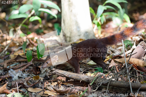 Image of Ring-tailed mongoose (Galidia elegans) Madagascar