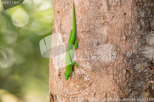 Image of Phelsuma madagascariensis day gecko, Madagascar