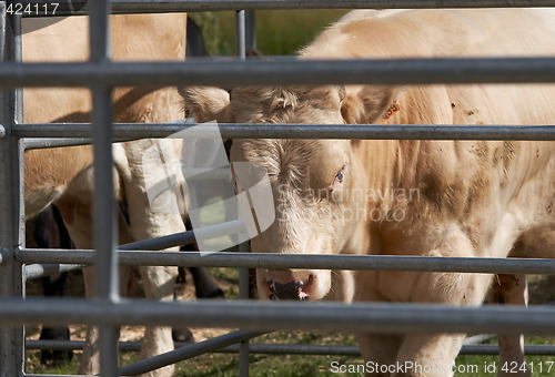 Image of Bull