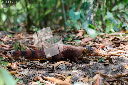 Image of Ring-tailed mongoose (Galidia elegans) Madagascar