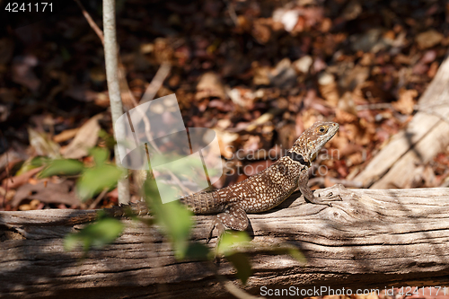 Image of collared iguanid lizard, madagascar