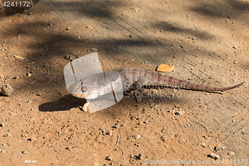 Image of Malagasy giant chameleon, Madagascar