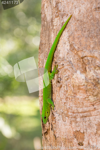 Image of Phelsuma madagascariensis day gecko, Madagascar