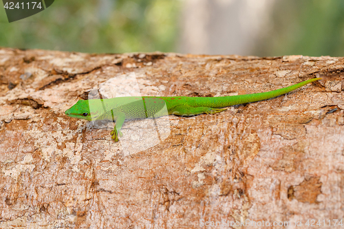 Image of Phelsuma madagascariensis day gecko, Madagascar