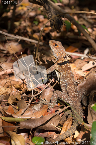 Image of collared iguanid lizard, madagascar