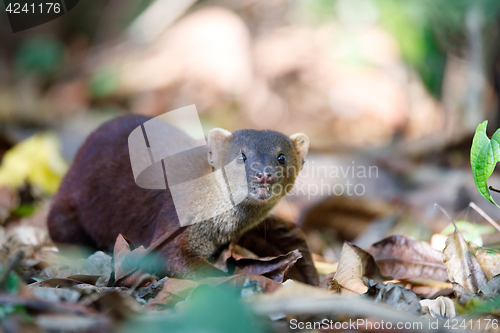 Image of Ring-tailed mongoose (Galidia elegans) Madagascar