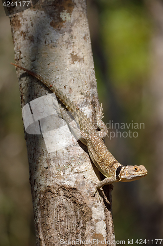 Image of collared iguanid lizard, madagascar