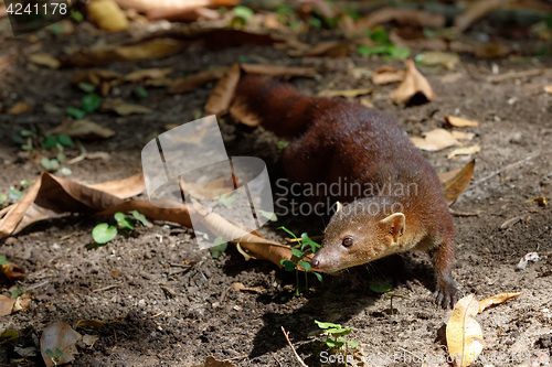 Image of Ring-tailed mongoose (Galidia elegans) Madagascar