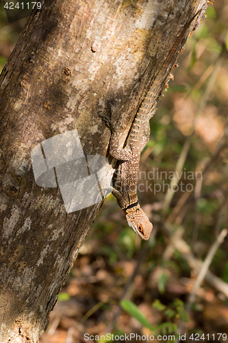 Image of collared iguanid lizard, madagascar