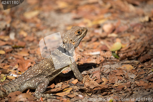 Image of collared iguanid lizard, madagascar