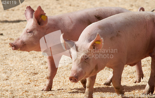 Image of Pigs