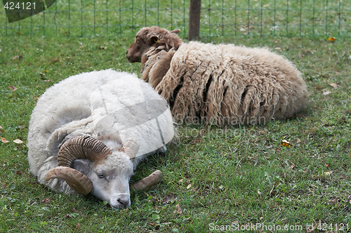 Image of the wether and sheep