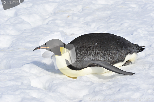 Image of Emperor Penguin on the snow