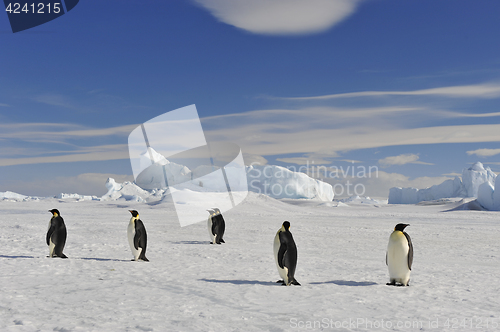 Image of Emperor Penguin on the snow