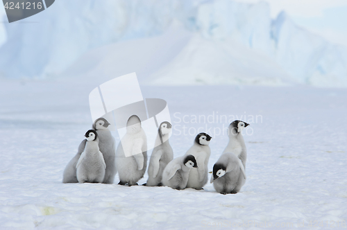 Image of Emperor Penguin chicks in Antarctica