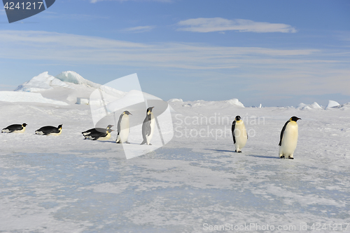 Image of Emperor Penguin on the snow