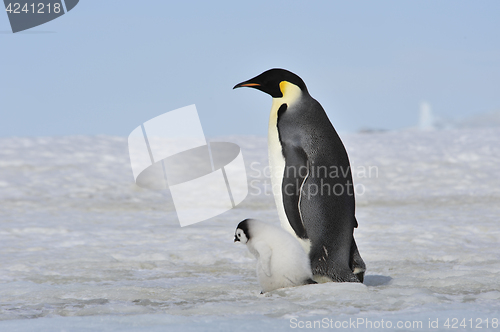 Image of Emperor Penguin with chick