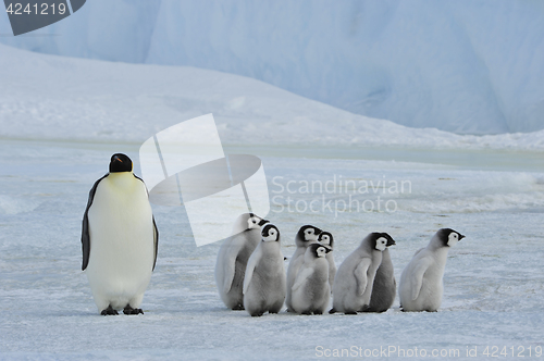 Image of Emperor Penguins with chick