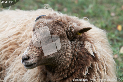 Image of Sheep portrait