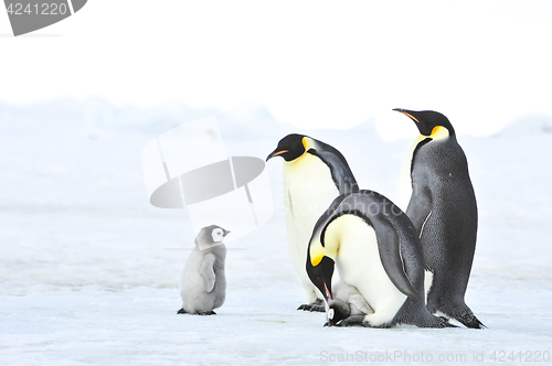 Image of Emperor Penguins with chick