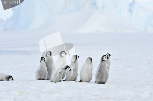 Image of Emperor Penguin chicks in Antarctica