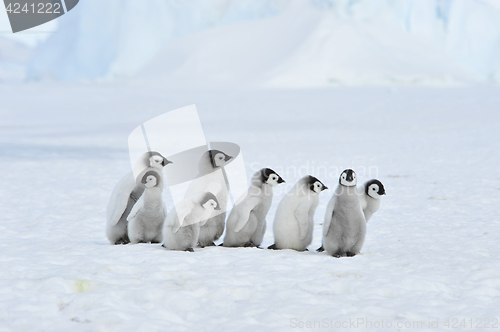 Image of Emperor Penguin chicks in Antarctica