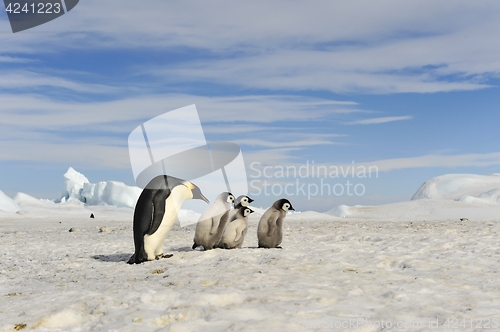 Image of Emperor Penguins with chick