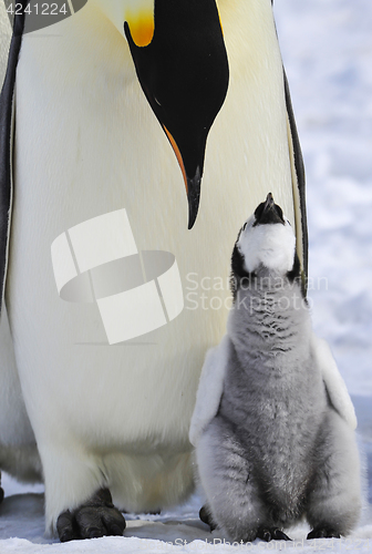 Image of Emperor Penguin with chick