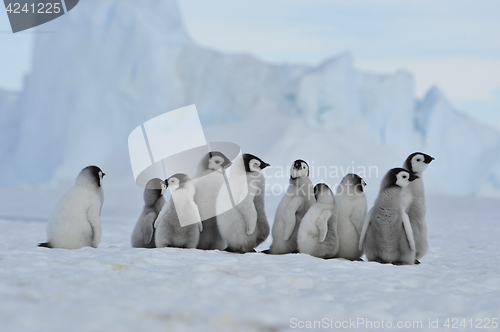 Image of Emperor Penguin chicks in Antarctica