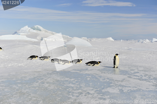 Image of Emperor Penguin on the snow