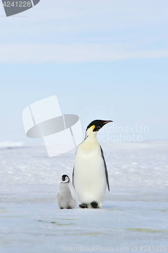 Image of Emperor Penguin with chick