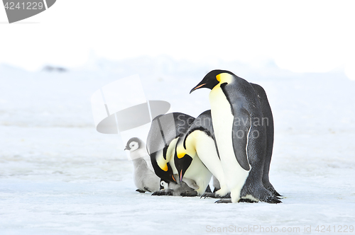 Image of Emperor Penguins with chick