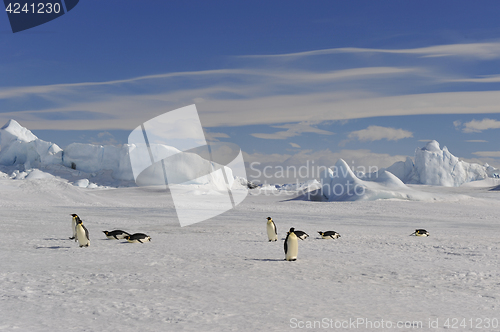 Image of Emperor Penguin on the snow