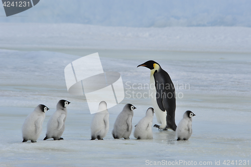 Image of Emperor Penguins with chick