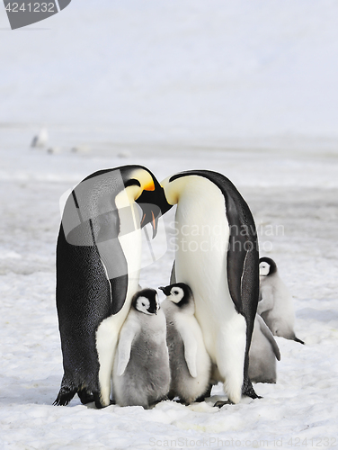 Image of Emperor Penguins with chicks