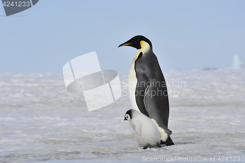 Image of Emperor Penguin with chick