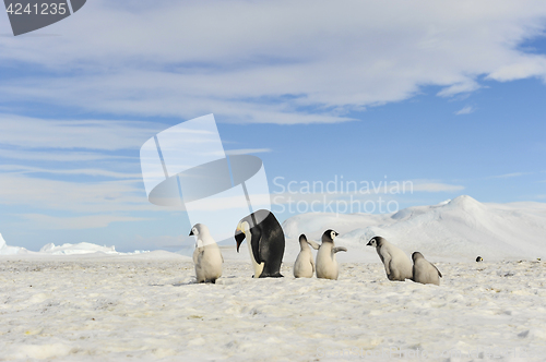 Image of Emperor Penguins with chicks