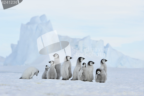 Image of Emperor Penguin chicks in Antarctica