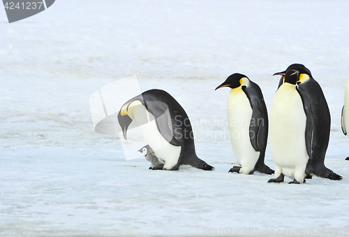 Image of Emperor Penguins with chick