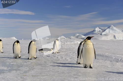 Image of Emperor Penguin on the snow