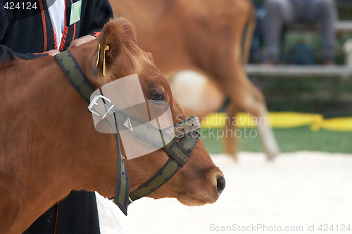 Image of cow portrait