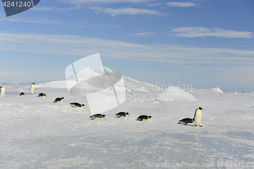 Image of Emperor Penguin on the snow